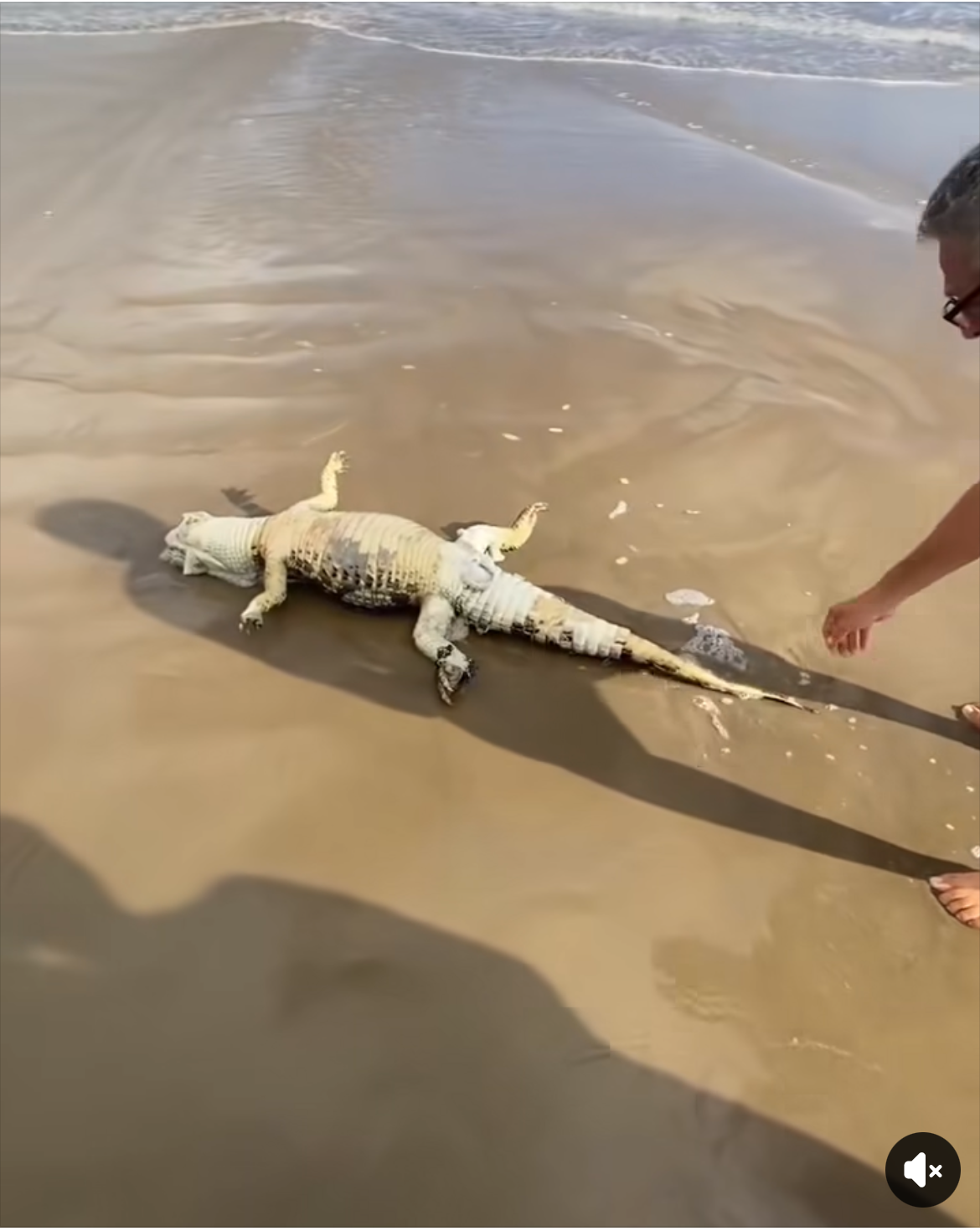 Jacaré é encontrado morto na areia da Praia do Cassino, em Rio Grande