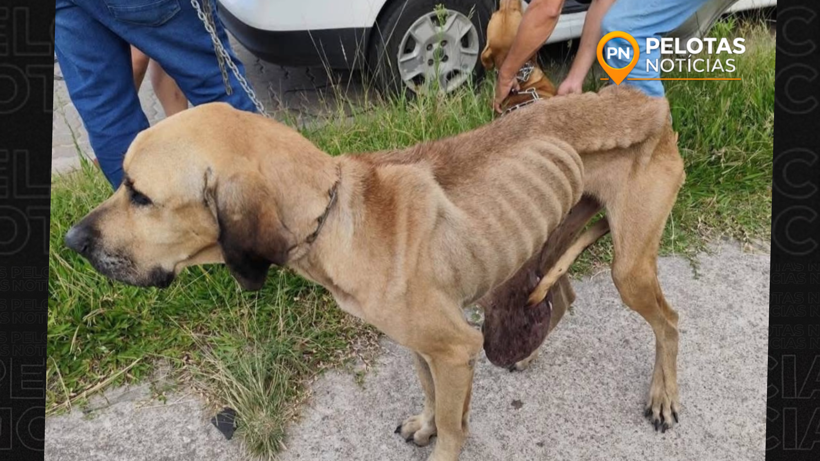 Polícia Civil resgata cães em situação de maus-tratos no município de Rio Grande