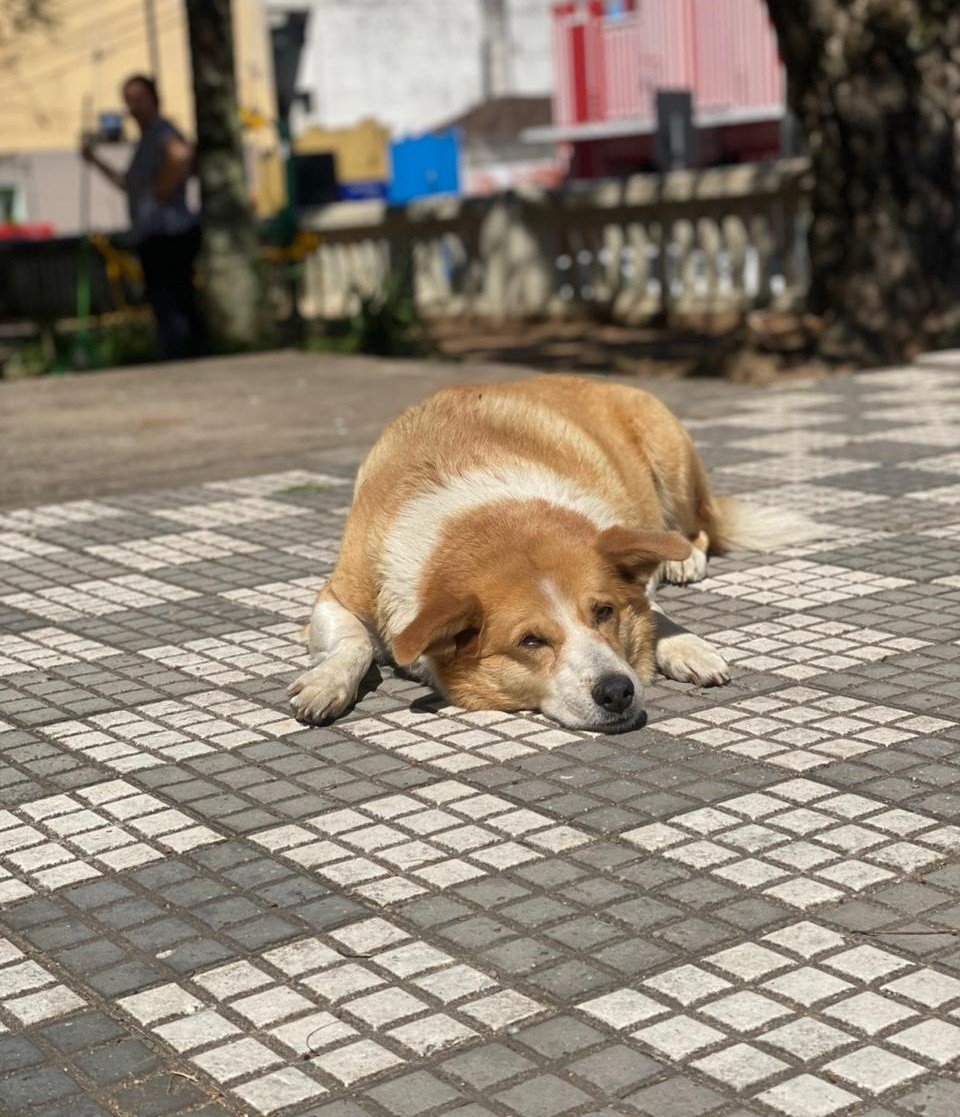 Quatro cães são mortos por envenenamento em uma semana em Canguçu