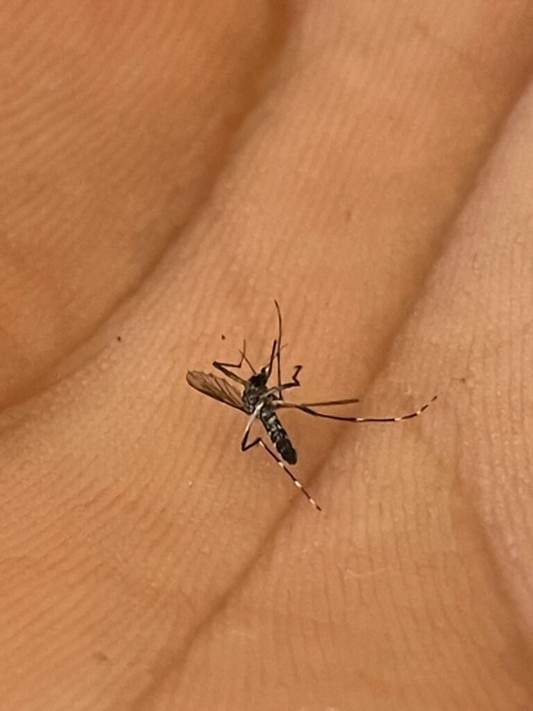 Moradora faz alerta sobre risco de dengue em bairro de Pelotas e cobra mais conscientização – Portal Pelotas Notícias