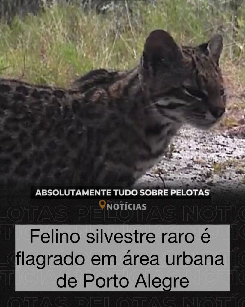 Felino silvestre raro é flagrado em área urbana de Porto Alegre – Portal Pelotas Notícias