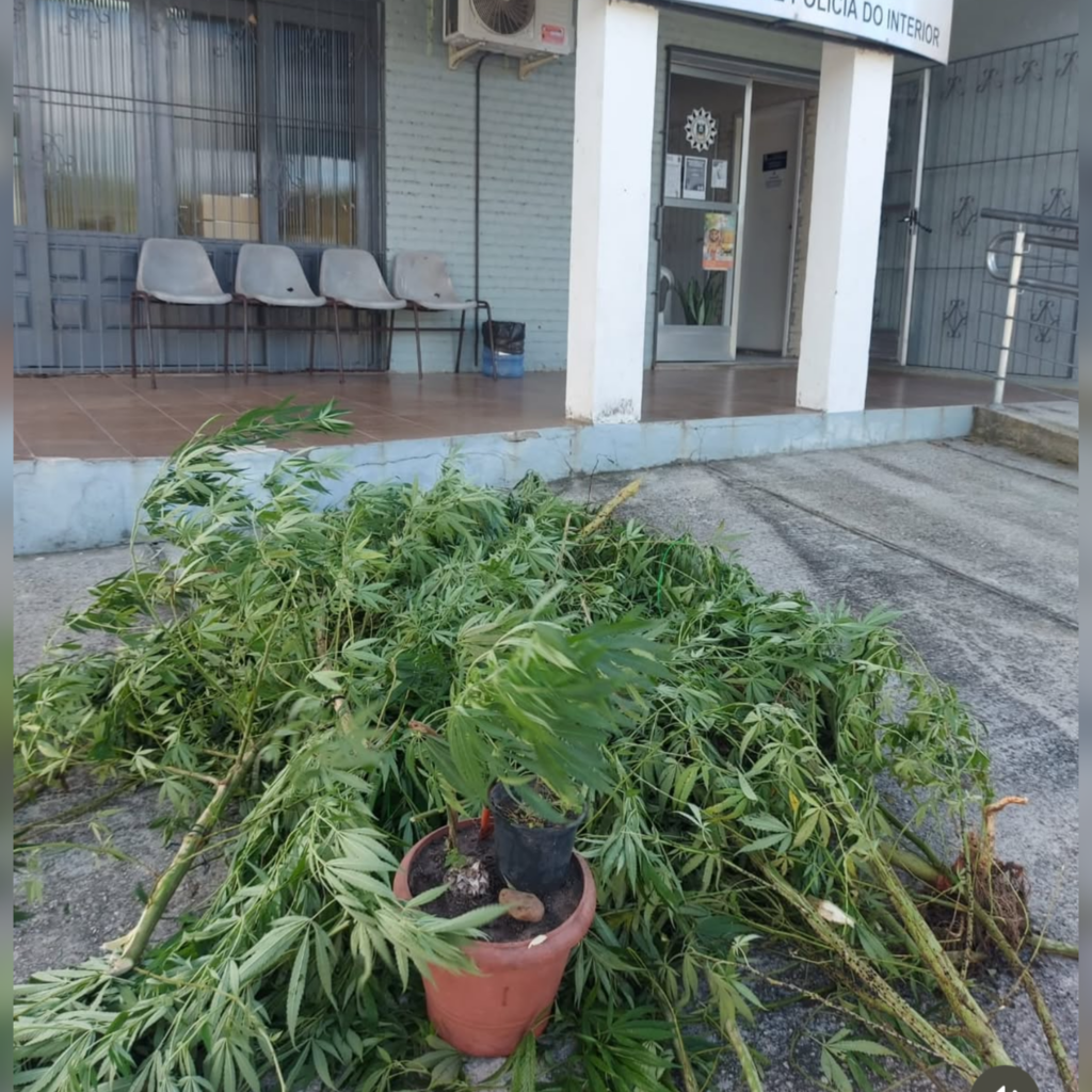 Suspeito tenta se esconder dentro de cama box e acaba detido em operação policial em Capão do Leão – Portal Pelotas Notícias