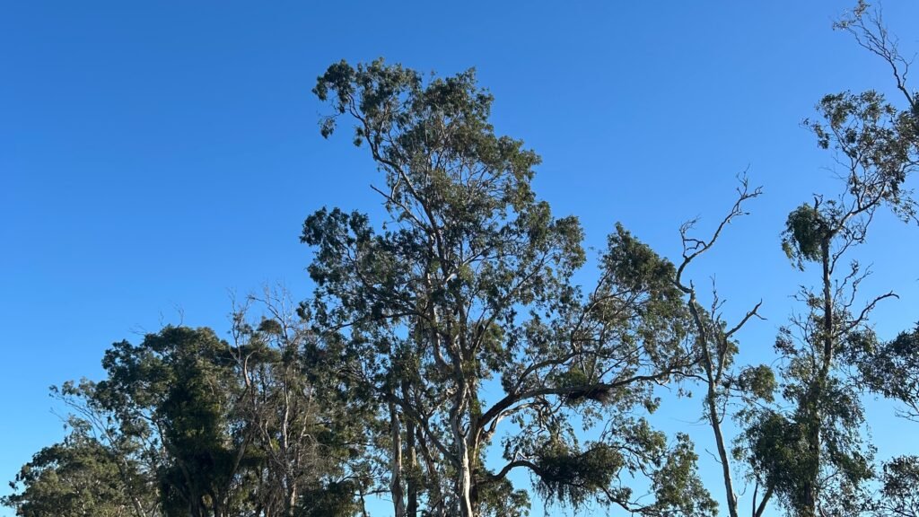 Sábado começa com tempo firme e sol em Pelotas – Portal Pelotas Notícias