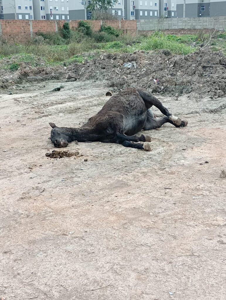 Moradores denunciam presença de cavalo morto em terreno na avenida Manoel Antônio Peres – Portal Pelotas Notícias