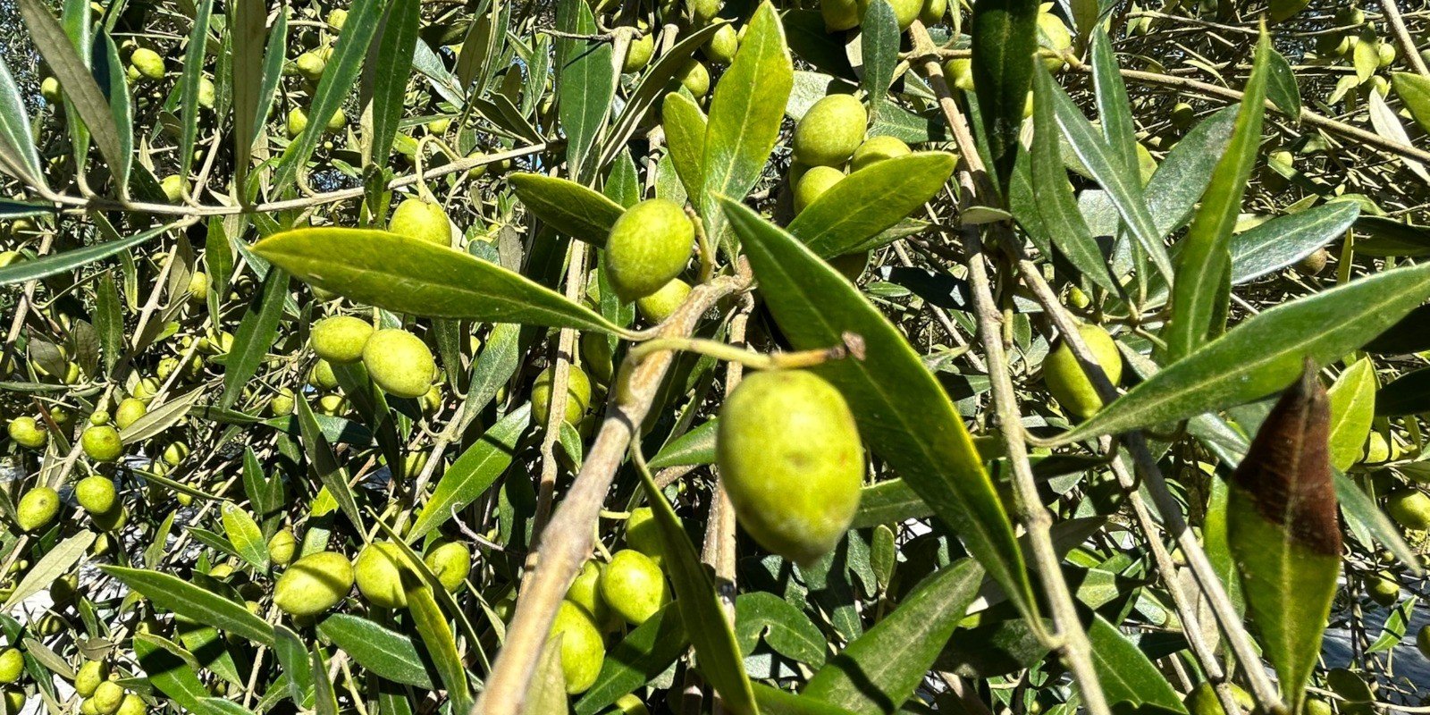 Centro de inovação em olivicultura busca fortalecer produção de azeite no Rio Grande do Sul