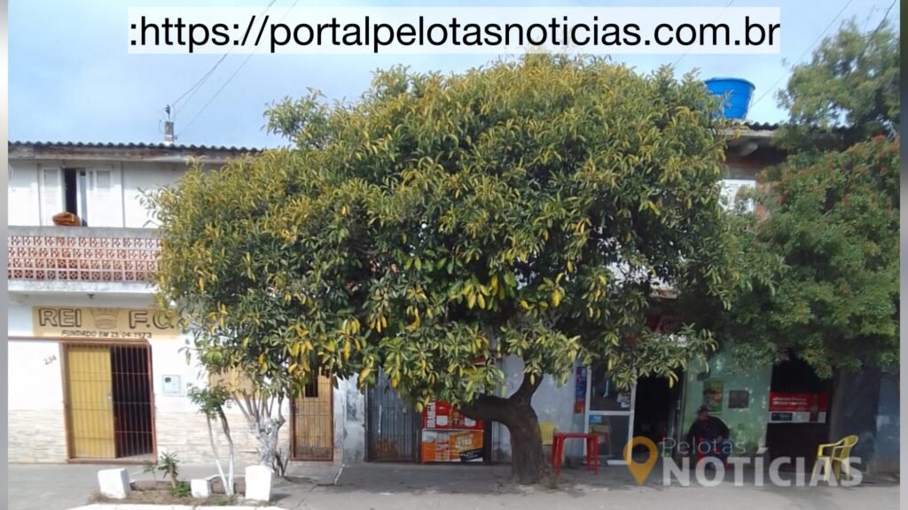 Moradora relata preocupação com figueira inclinada e pede providências em Pelotas – Portal Pelotas Notícias